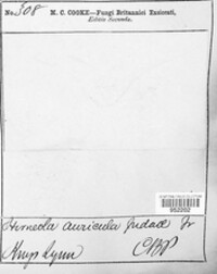 Auricularia auricula-judae image
